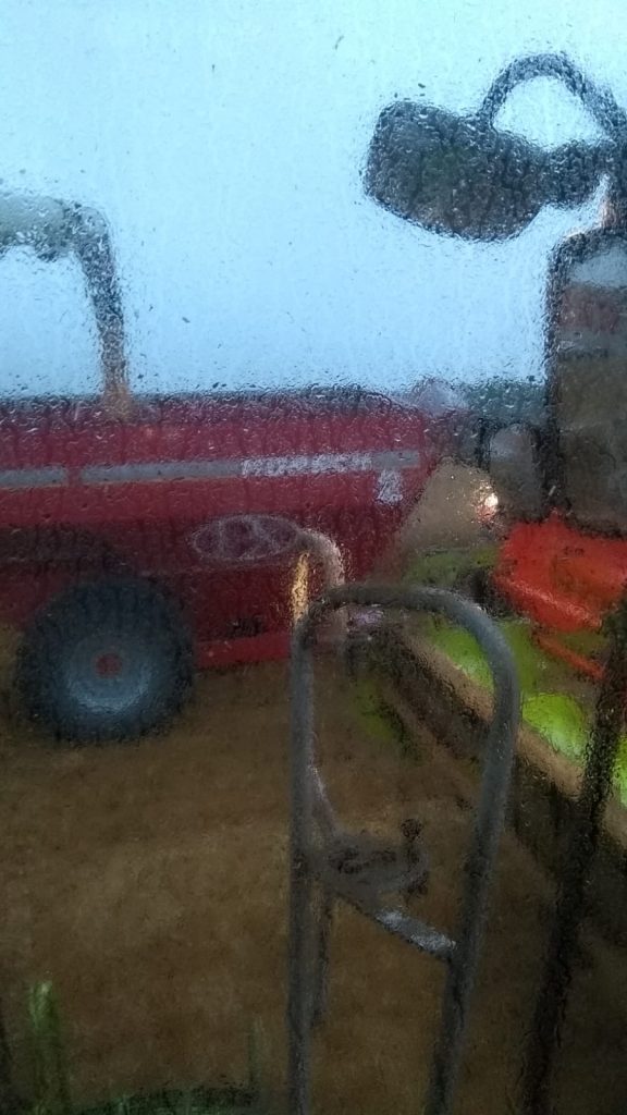 Heavy rain on the harvesting day